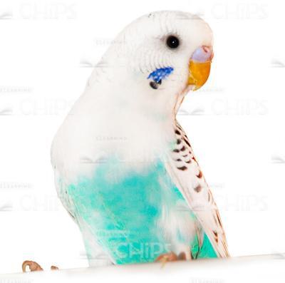 Stock Photo Of The Parrot-0