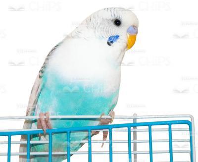 Parrot Sits On Grid Stock Photo-0