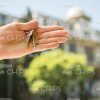 Man's Hand Holding Keys Stock Photo