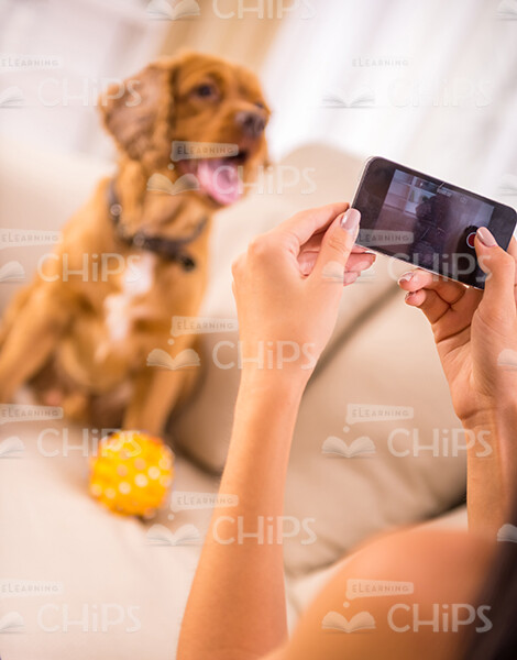 Taking Picture Of Dog At Home Stock Photo