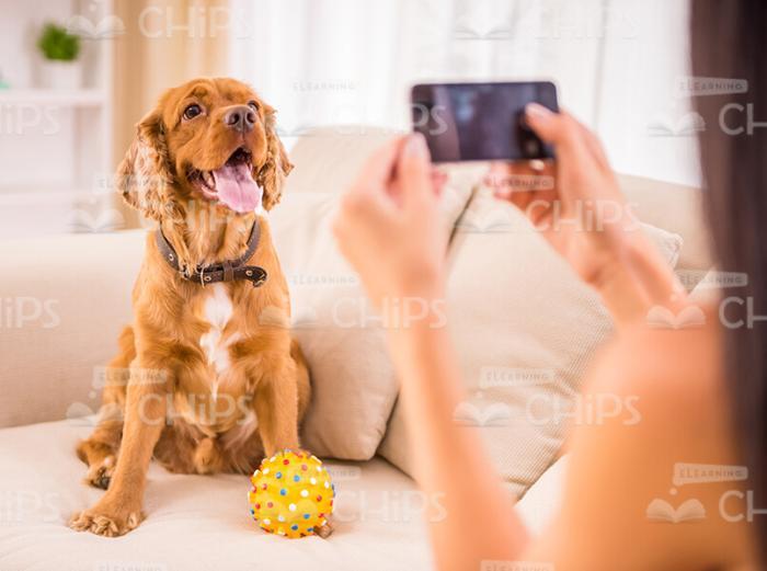 Woman Taking Photo of Her Dog On Mobile Phone Stock Photo