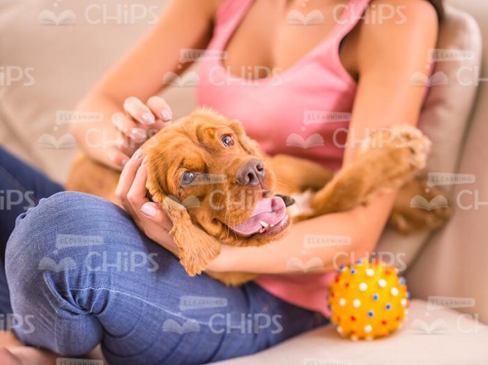 Nice Puppy Lying On Woman's Lap Stock Photo