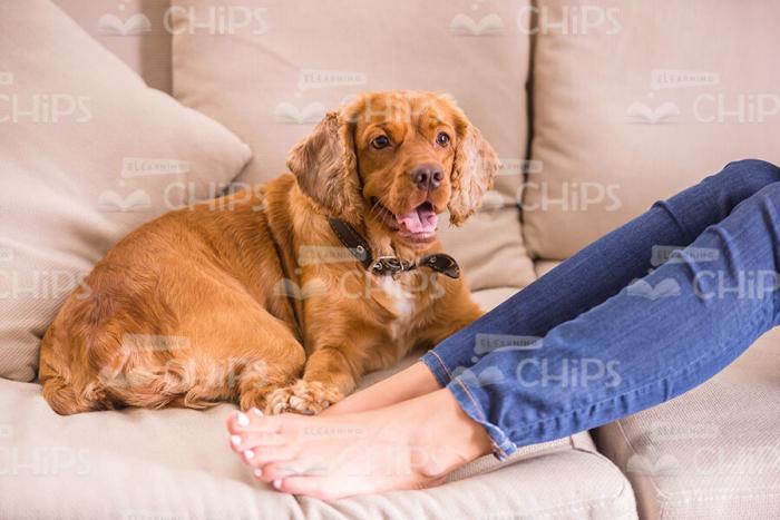 Nice Dog Lying In Woman's Legs Stock Photo