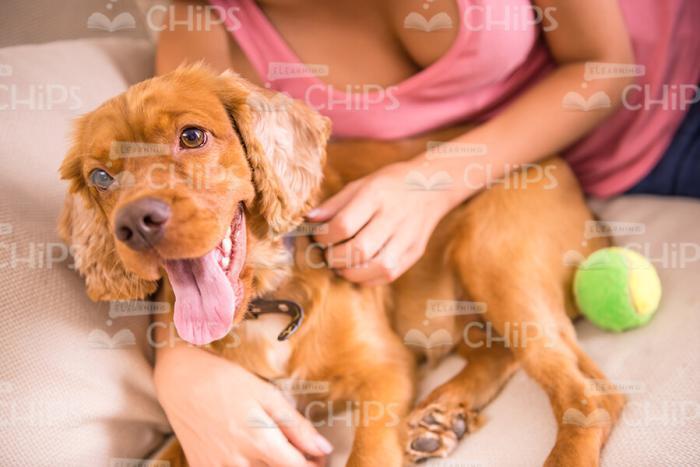 Dog And Its Tennis Ball Stock Photo