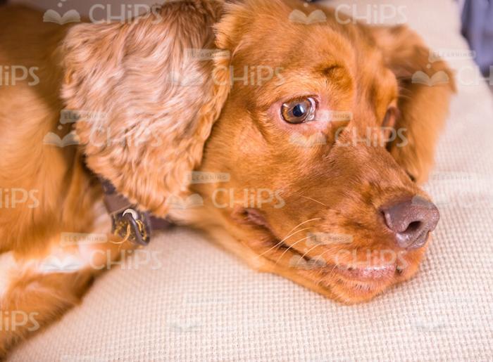 Little Puppy Resting Stock Photo