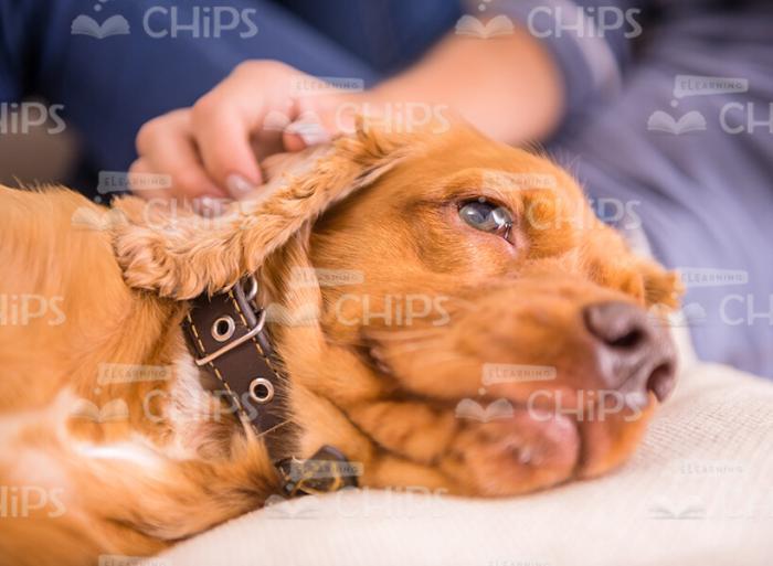 Sleepy Puppy Resting Stock Photo