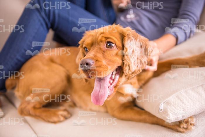Dog Stuck Out Tongue Stock Photo