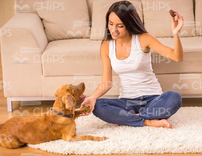 Dog Giving Paw To Woman Stock Photo