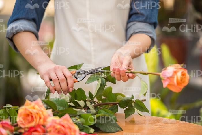 Flower In Woman's Hands Stock Photo