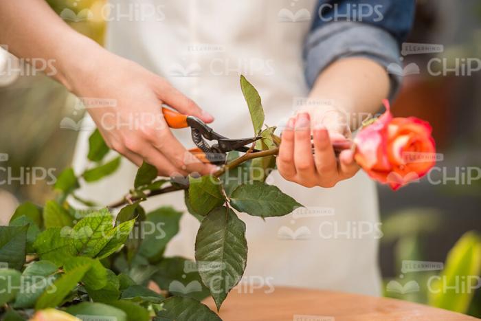 Gardener Cutting Flower Stock Photo