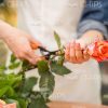 Rose In Woman's Hands Stock Photo