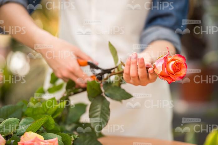 Rose In Woman's Hands Stock Photo