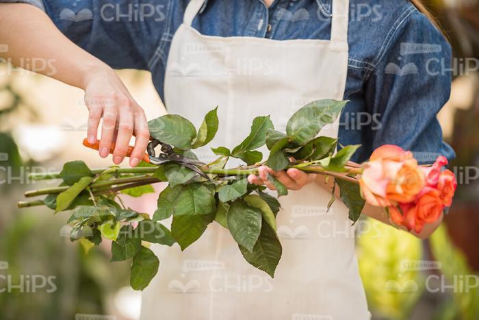 Woman's Hands Cutting Roses Stock Photo