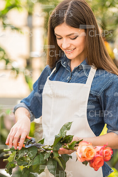 Glad Lady Cutting Flowers While USing Secateurs Stock Photo