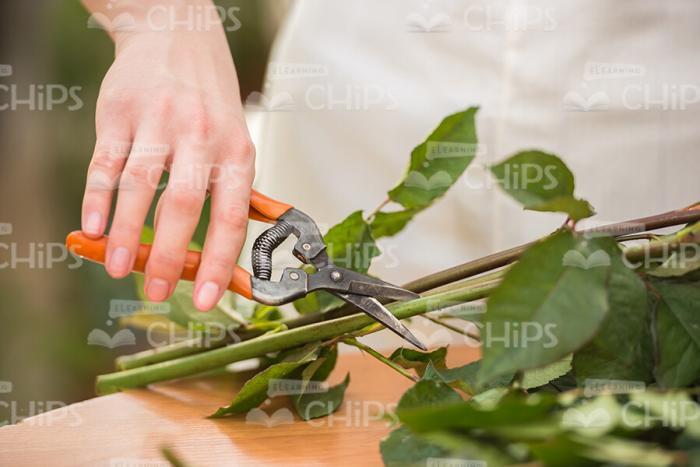 Woman Using Secateurs Stock Photo
