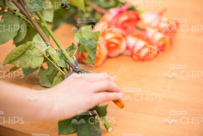 Flowers In Woman's Hands Stock Photo