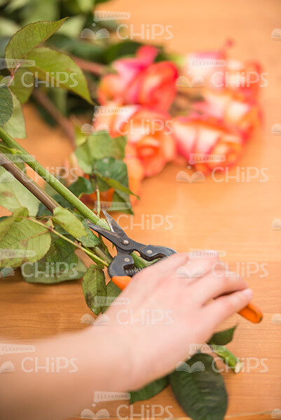 Stock Photo Of Woman's Hands Holding Gardener Scissors