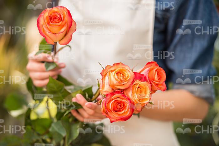 Roses In Woman's Hands Stock Photo
