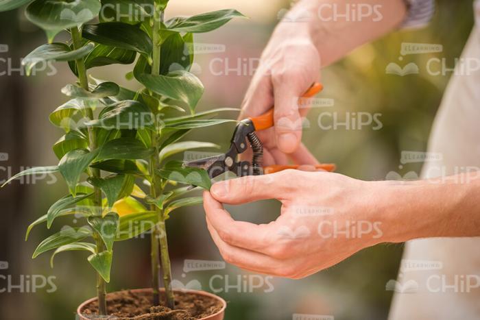 Male Gardener Using Secateurs To Cut Leaves Stock Photo