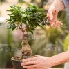 Gardener's Hands Holding Plant And Secateurs Stock Photo