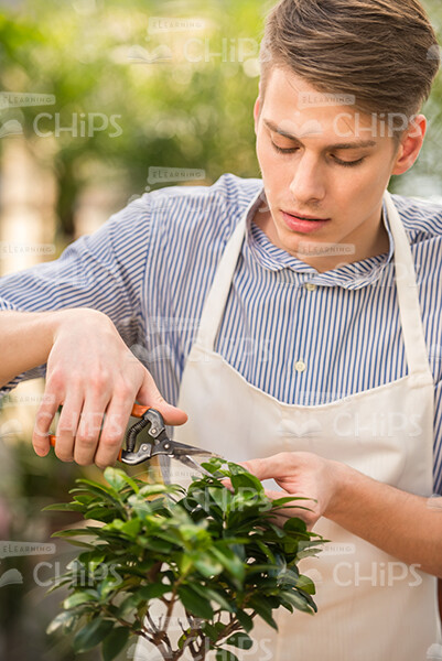Young Man Cutting Leaves From Plant Stock Photo
