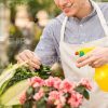 Gardener Sprays Flowers Stock Photo