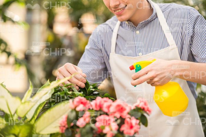 Gardener Sprays Flowers Stock Photo