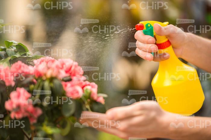 Man's Hands Using Pulverizer Stock Photo