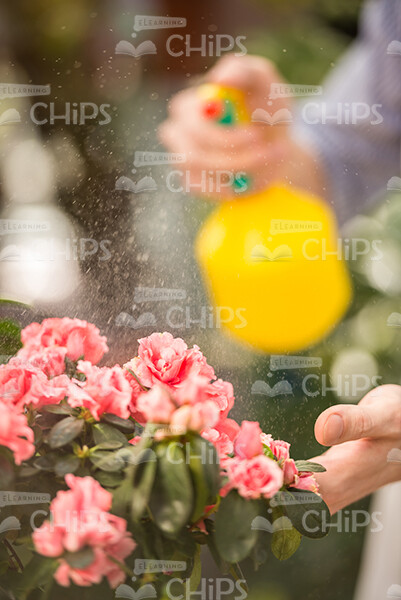 Stock Photo Of Spraying Flowers Stock Photo
