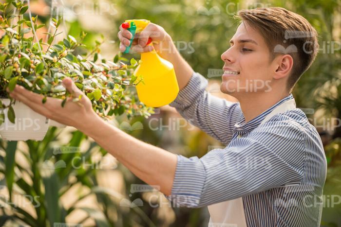 Man Gardener Spraying Plant Stock Photo