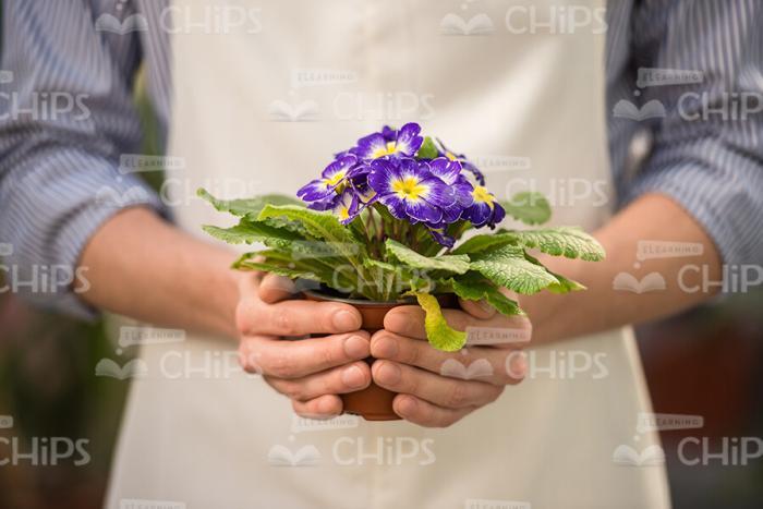 Plant In Man's Hands Stock Photo