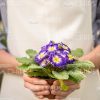 Close Up Stock Photo Of Plant In Man's Hands