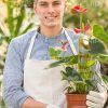 Pot Plant In Gardener's Hands Stock Photo