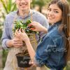 Handsome Couple Of Gardeners Cutting Plant Stock Photo