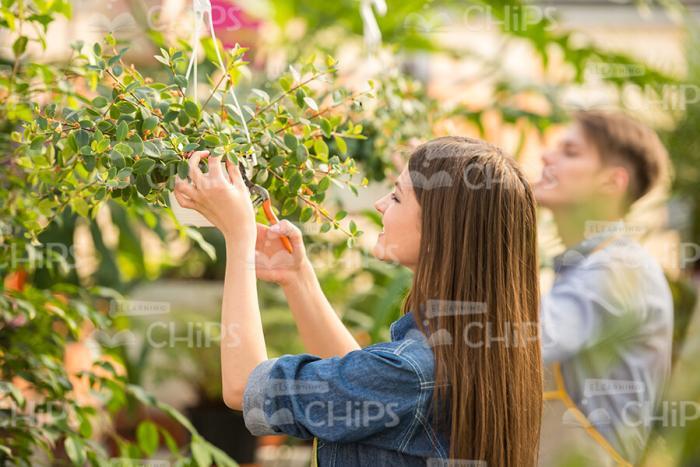 Two Gardeners Working Stock Photo
