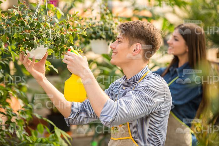 Young Man Spraying Plants Stock Photo