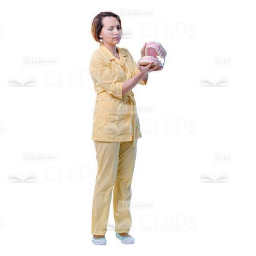 Cutout Image Of Female Dentist Showing Anatomical Jaw Model-0
