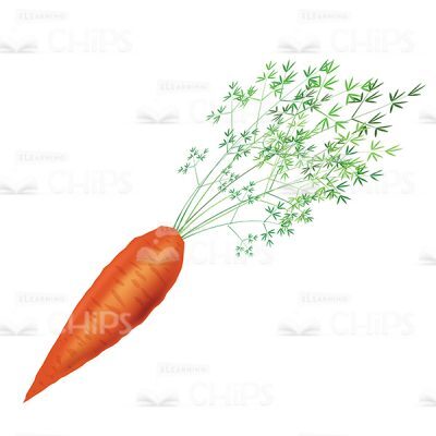 Fresh Carrot Vector Object-0