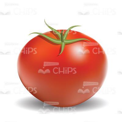 Red Tomato Vector Illustration-0