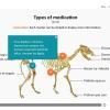 Zoology / Veterinary Course Starter Template — Articulate Storyline-54625