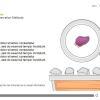 Draggable Resources — Storyline 3 Template-56089